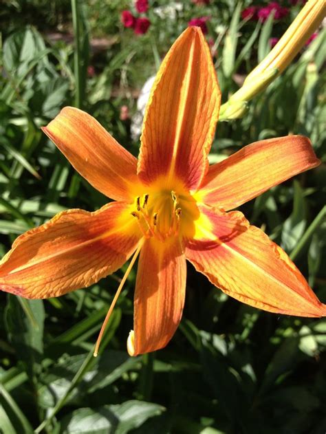 Daylily blooming | Plants, Garden, Bloom