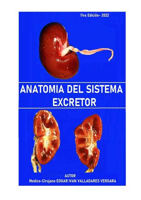 Anatomía del Sistema Excretor Linda Milena León Gómez uDocz