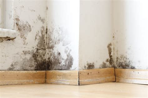 Understanding Black Mold Identification Removal And Restoration SA