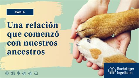 Boehringer Ingelheim On Twitter Los Perros Y Las Personas Han