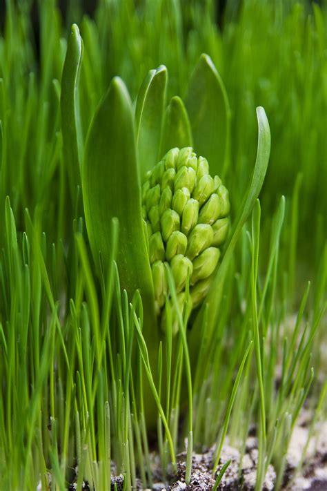 Green Spring | Green spring, Green nature, Green