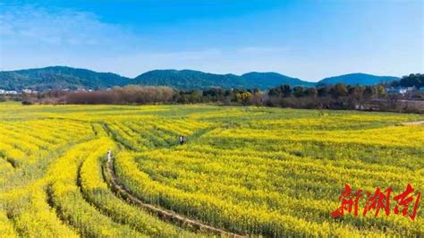 长沙含浦街道：特色农业与乡村旅游 展开乡村振兴新画卷 大城小巷 新湖南