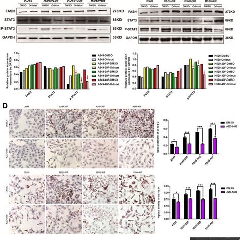 JAK2 P STAT3 FASN Signaling Pathway Regulated The De Novo Synthesis Of