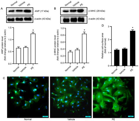 Cardiomyocyte Hypertrophy Induced By Pe A Effects Of Pe On The