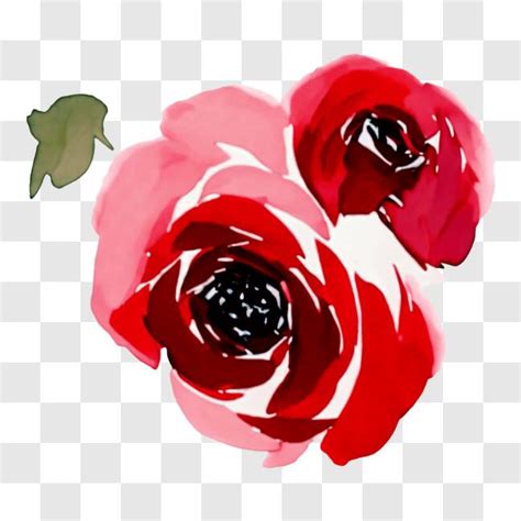 Descarga Hermosa Obra De Arte De Dos Rosas Rojas Sobre Fondo Negro PNG