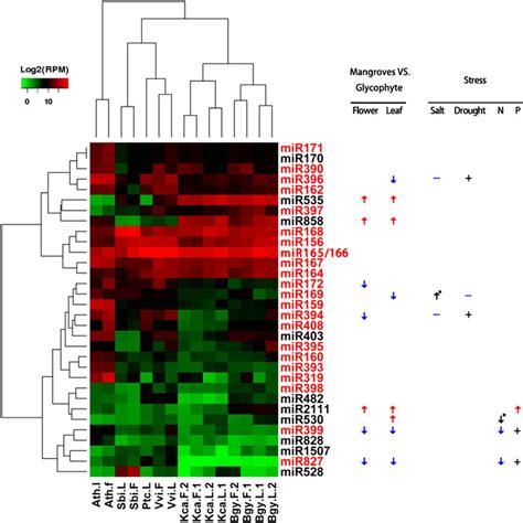 The Differential Expression Of Known Mirnas Between Mangroves And Download Scientific Diagram