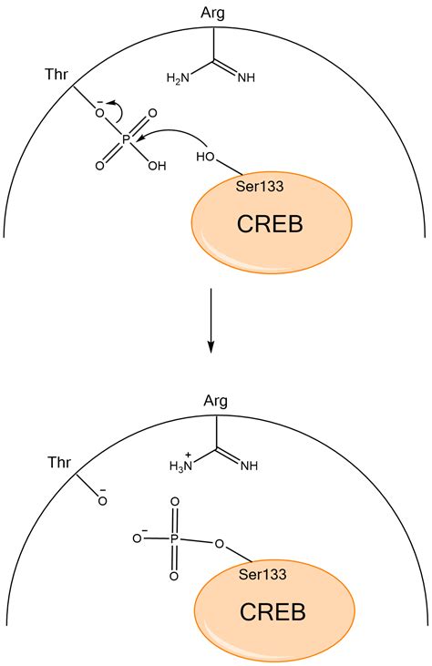 1. PKA Phosphorylation of CREB – The Effect of Intermittent Fasting on Type II Diabetes