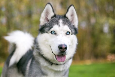 Introducir Imagen Imagenes De Perros Lobos Siberianos Abzlocal Mx