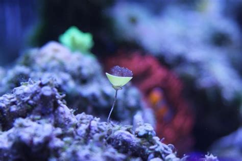 Algae identification | The Reef Tank