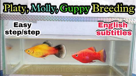 How To Breed Platyfish Platy Male Female Fish Caring Food For