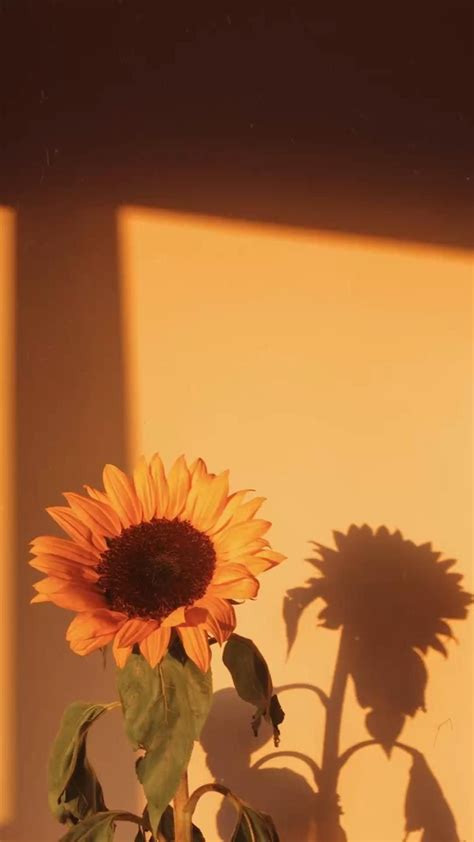 Trendy mustard yellow aesthetic wallpaper sunflower 33 ideas yellowaestheticvintage trendy ...