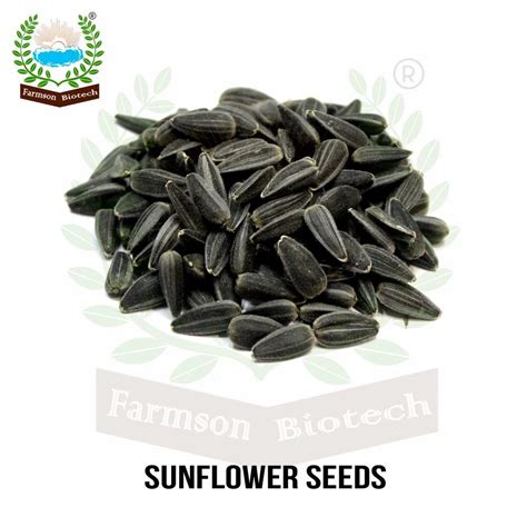 Hybrid Sunflower Seeds Packaging Type Pack At Gram In