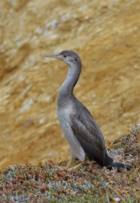 Stictocarbo Punctatus Spotted Shag In New Zealand Flickr