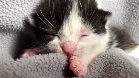 These Adorable Kittens Will Brighten Your Day Fresh Positivity