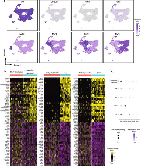 The Different Populations Of Myonuclei A Umap Plots Showing The