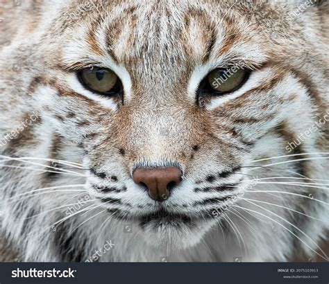 5,426 Bobcat Eyes Images, Stock Photos & Vectors | Shutterstock