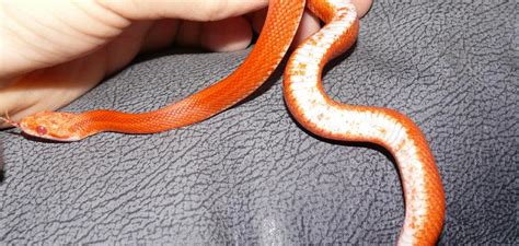 Hypo Fire Stripe Cornsnake Ians Vivarium