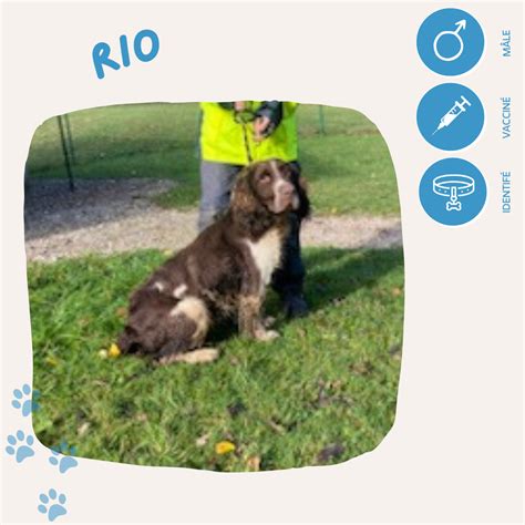 Adoption De Rio Moyen Chien Chien Crois Moyen R Gion Nouvelle Aquitaine