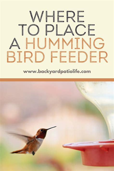 Where To Place A Hummingbird Feeder Humming Bird Feeders Diy