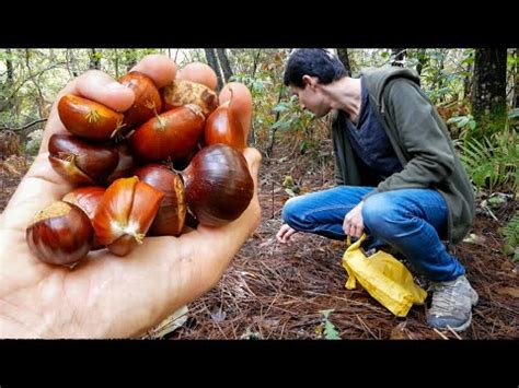 First Time Harvesting Cooking Chestnutsautumn Hike Youtube