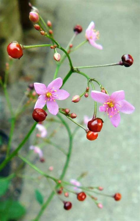 Talinum Paniculatum Online Katalog