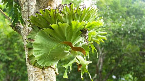 How To Grow And Care For A Staghorn Fern