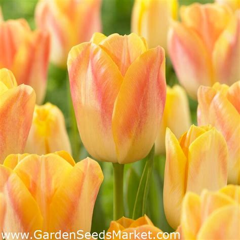 Tulpe Salmon Dynasty 5 sīpoli Garden Seeds Market Bezmaksas