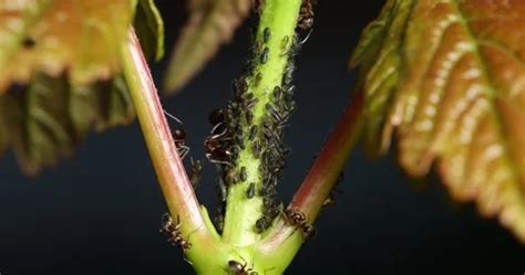 Ants and aphids on a young maple tree | Stock Video | Pond5