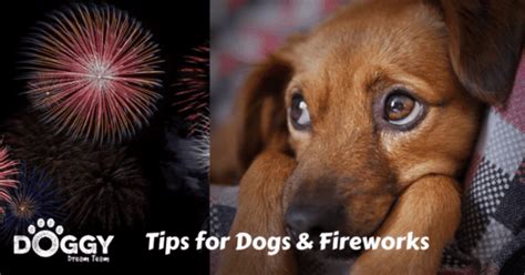 Dogs And Fireworks 8 Top Tips To Reduce The Stress Of Firework Season