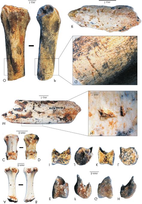 Bone Fragments Showing Evidence Of Carnivore Damage A L Examples Of