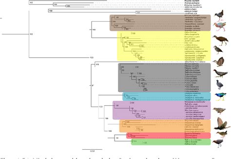 Figure From Phylogenomic Reconstruction Sheds Light On New