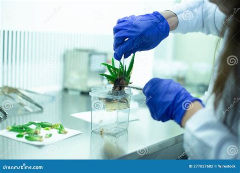 Scientist Uses Lab Forceps And A Scalpel To Study A Plant Specimen