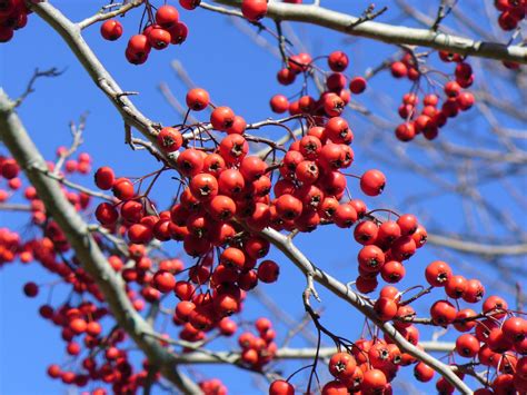 Crataegus Viridis Winter King Picturethis