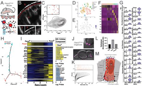 Figure 1 From Specialized Mechanosensory Epithelial Cells In Mouse Gut