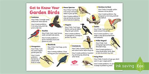 School Garden Birds Display Poster Profesor Hizo Twinkl