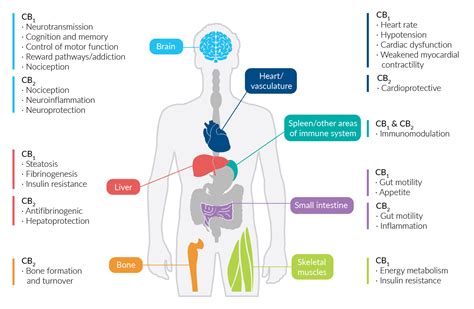 Cb1 Receptor Signaling