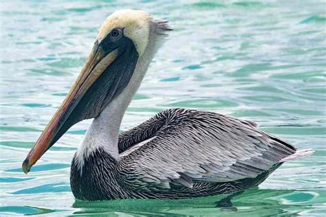 The Types Of Pelicans Found In Maine Nature Blog Network