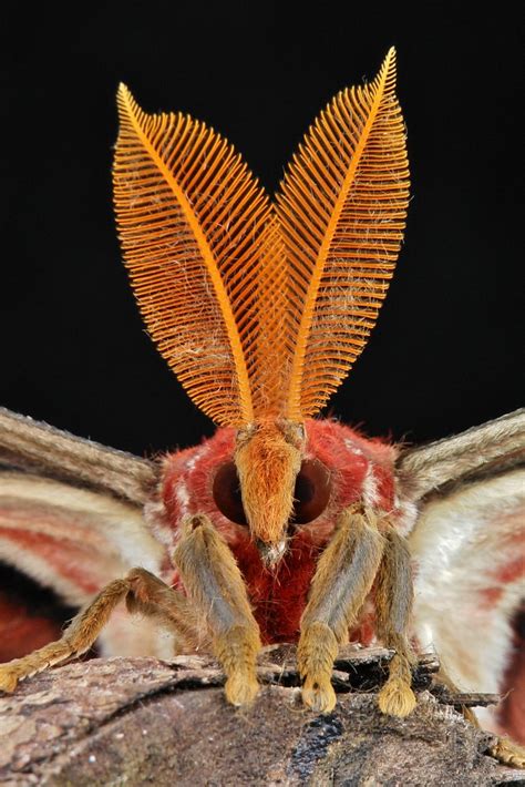 Male Atlas Moth Attacus Atlas Saturniidae Male Atlas Mo Flickr