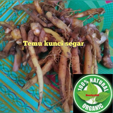 Jual Jual Kunyit Temu Kunci Atau Boesenbergia Rotunda Pres Segar Murah