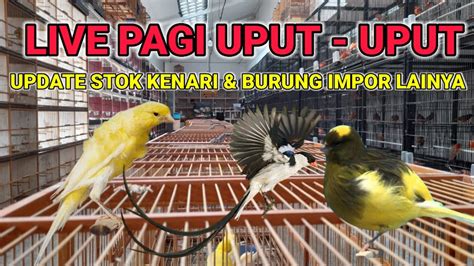 Live Update Stok Burung Import Kenari Kenarimania Yorkshire Youtube