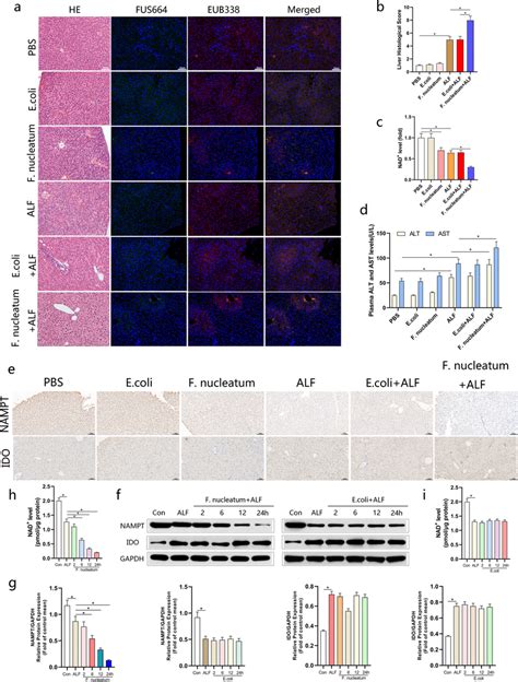 Fusobacterium Nucleatum Aggravated The Degree Of Damage In ALF Model