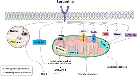 Frontiers Research Progress On The Pharmacological Effects Of