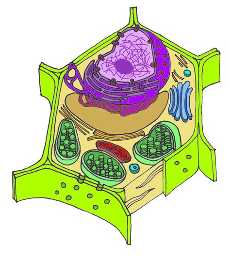 Die Zelle - biohist - Links und Infos für Schüler