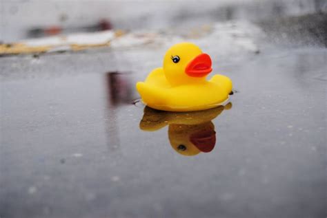 Rubber Ducky Day - Uncustomary