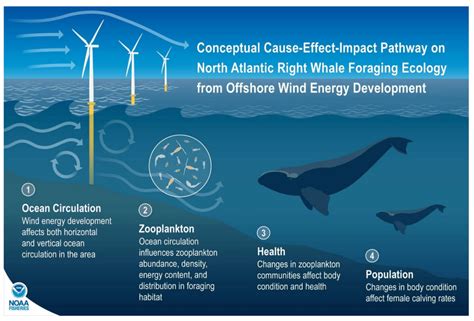 NOAA scientists propose more protection for right whales in offshore wind area - The New Bedford ...