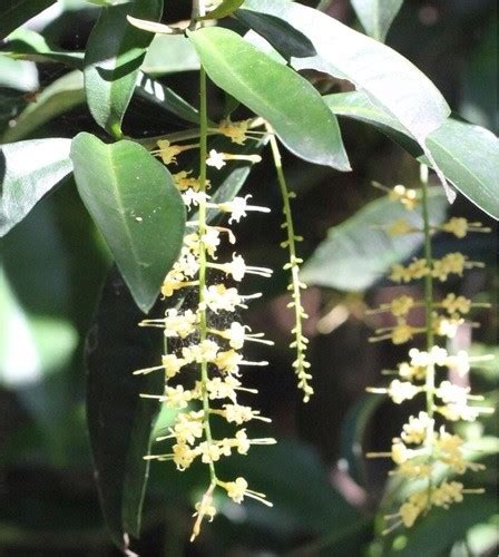 Helicia Glabriflora Picturethis