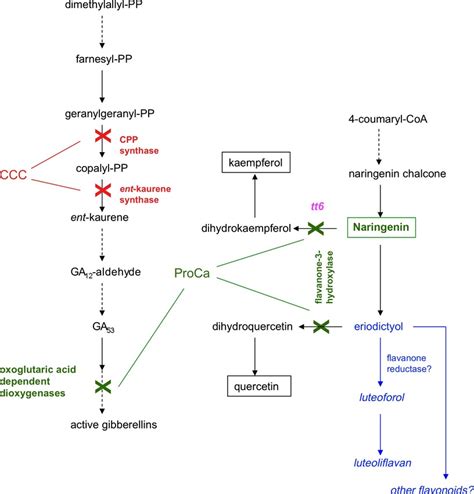 Reduction Of Clubroot Plasmodiophora Brassicae Formation In