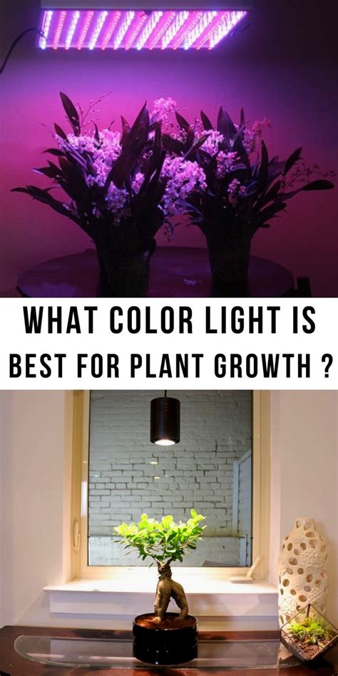 What Color Light Is Best For Plant Growth And Why Do You Use It