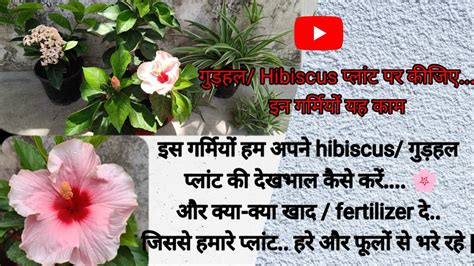 गर्मियों में गुड़हल Hibiscus 🌸के पौधों की Care देखभाल कैसे करेंऔर