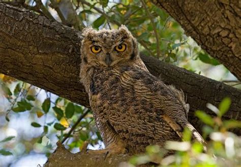 Bubo Magellanicus Tucúquere Magellanic Horned Owl Bubo Flickr